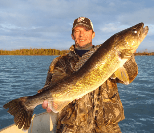 Top10-number1-2017 HUGE Walleye caught at Budd's Gunisao Lake Lodge World's Best Trophy Walleye and Northern Pike Fishing, Manitoba, Canada joined Budd's Master Angler Club