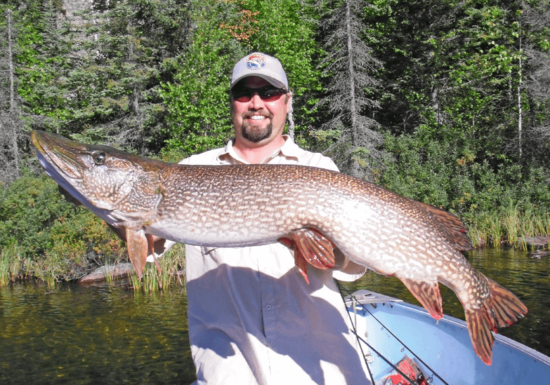 Dusty-northern Dusty Budd Large Northern Pike caught at Budd's Gunisao Lake Lodge