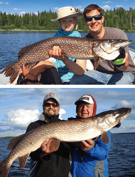 HUGE Northern Pike caught at Budd's Gunisao Lake Lodge World's Best Trophy Walleye and Northern Pike Fishing, Manitoba, Canada