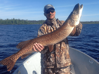 HUGE 46 inch Northern Pike caught at Budd's Gunisao Lake Lodge World's Best Trophy Walleye and Northern Pike Fishing, Manitoba, Canada