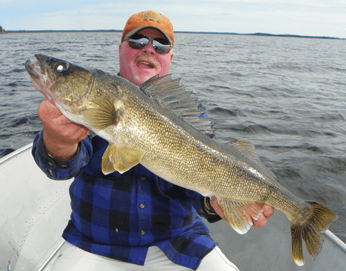 Top10-number10 HUGE Walleye caught at Budd's Gunisao Lake Lodge World's Best Trophy Walleye and Northern Pike Fishing, Manitoba, Canada joined Budd's Master Angler Club