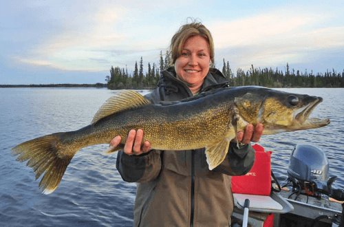 HUGE Walleye caught at Budd's Gunisao Lake Lodge World's Best Trophy Walleye and Northern Pike Fishing, Manitoba, Canada joins Budd's Master Angler Club