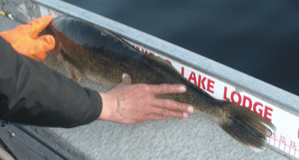 measuring HUGE Walleye at Budd's Gunisao Lake Lodge World's Best Trophy Walleye and Northern Pike Fishing, Manitoba, Canada
