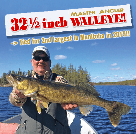 Gunisao - Second Largest Walleye In Manitoba Canada 2019 - 32.5 inch Trophy Walleye